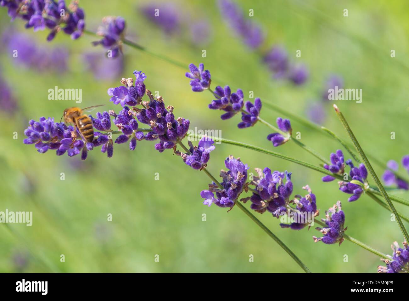 Splendidi fiori viola Lavandula angustifolia. Lavanda, lavanda vera, lavanda inglese. lavanda da giardino, lavanda comune, lavanda a lievitazione stretta Foto Stock