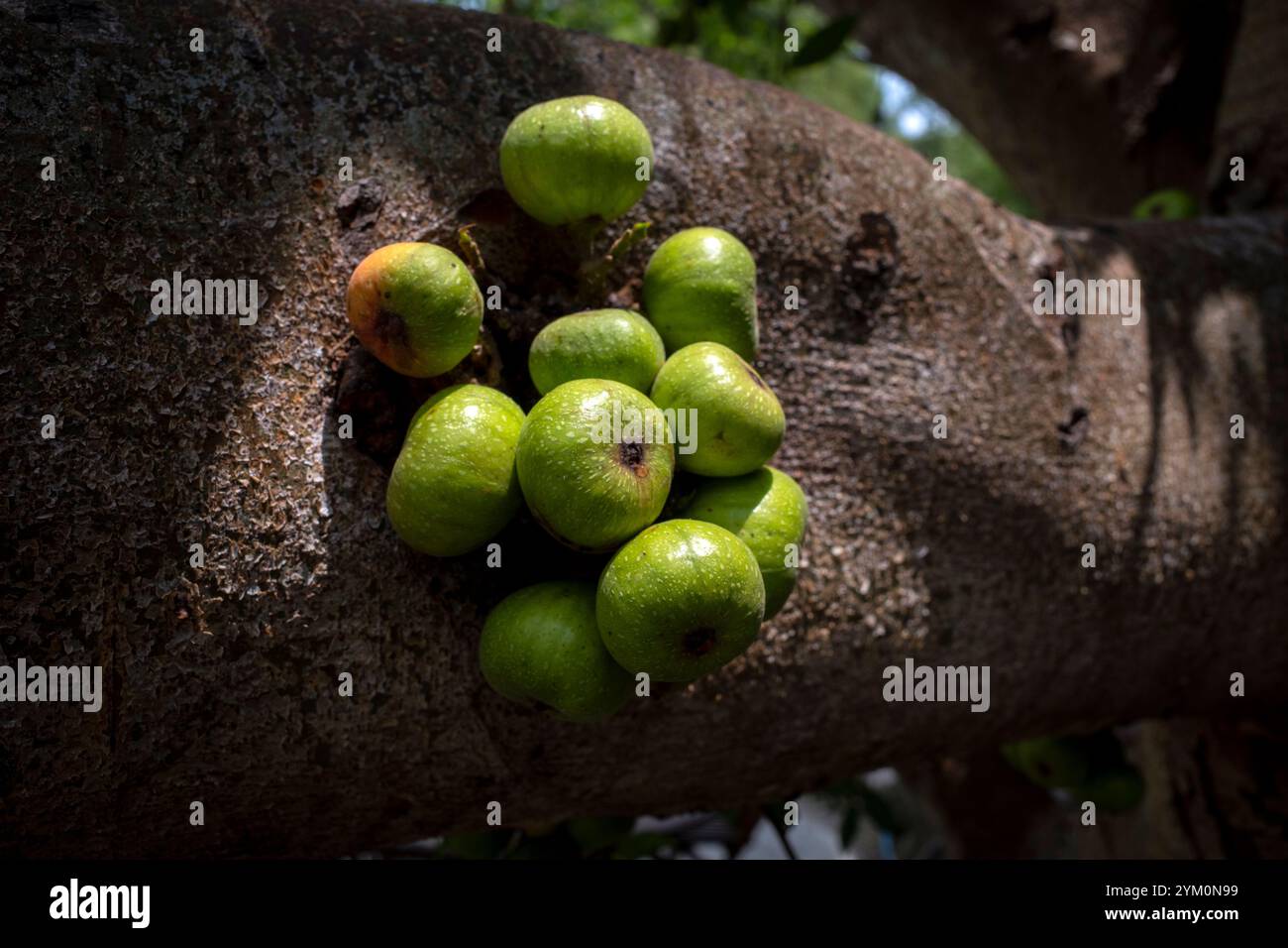 Primo piano del frutto di Ficus nota sul tronco dell'albero, un tipo di albero di fico trovato a Yogyakarta, Indonesia. Foto Stock