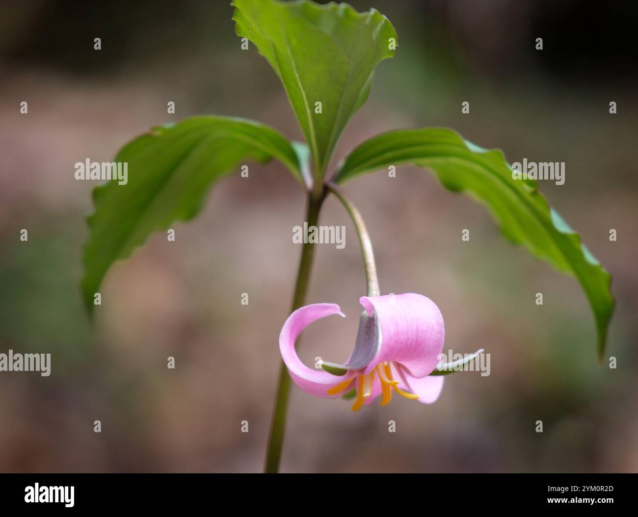 Catesby's Trillium (Trillium catesbaei) - White County, Georgia. La fioritura del trillium di catesby è appesa sotto la sua tettoia di tre foglie nei primi anni Foto Stock