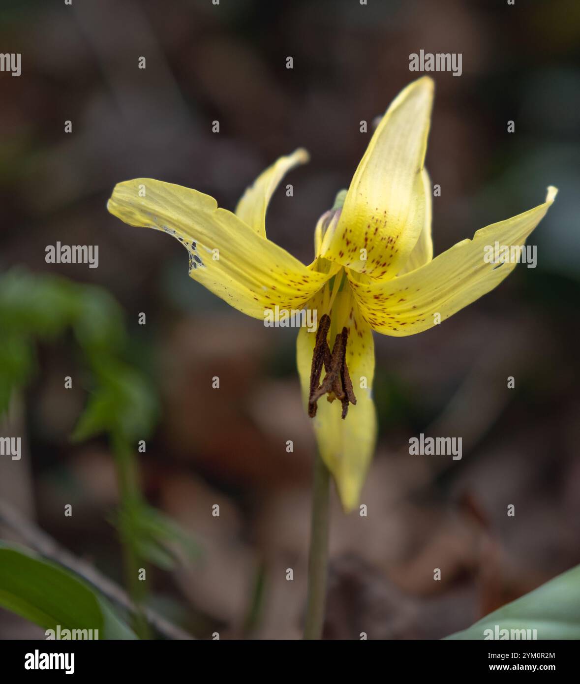 Giglio di trota (Erythronium americanum) - White County, Georgia. Il fiore macchiato del giglio di trota fiorisce all'inizio della primavera. Foto Stock