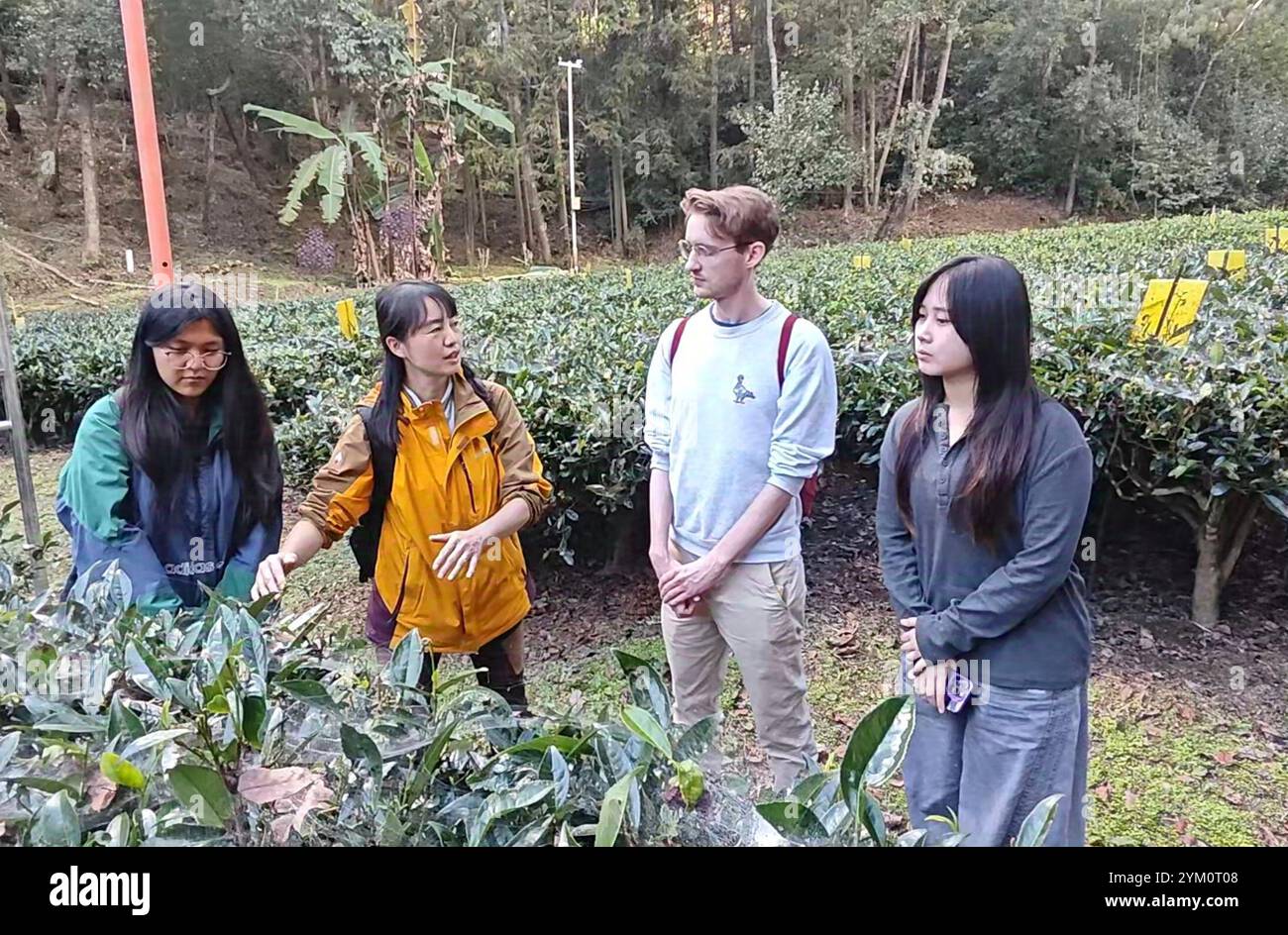 Kunming. 20 novembre 2024. Questa foto fornita dalla Yunnan University of Finance and Economics mostra scienziati cinesi e britannici che discutono di problemi in un giardino da tè nella contea di Fengqing, nella provincia dello Yunnan, nel sud-ovest della Cina, 10 novembre 2024. PER ANDARE CON "Feature: Cinese, scienziati britannici aiutano i coltivatori di tè ad affrontare il cambiamento climatico" credito: Xinhua/Alamy Live News Foto Stock