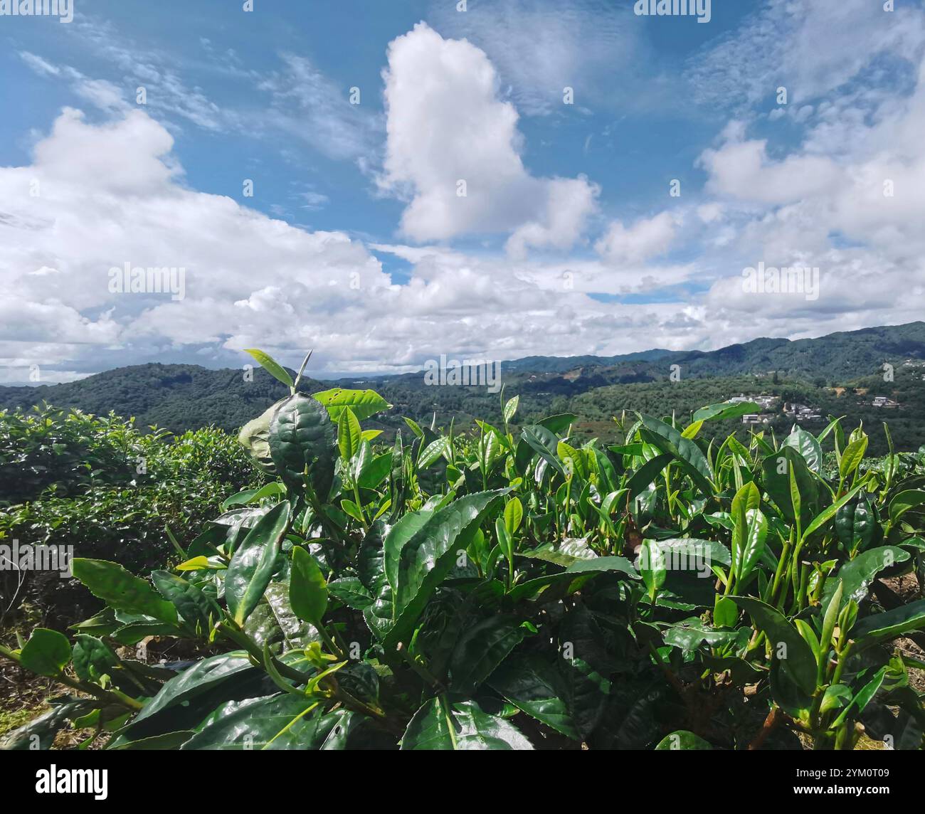 Kunming. 20 novembre 2024. Questa foto fornita dall'Institute of Atmospheric Physics (IAP) della Chinese Academy of Sciences mostra alberi da tè in un giardino da tè nella contea di Fengqing, nella provincia dello Yunnan, nel sud-ovest della Cina, 7 agosto 2024. PER ANDARE CON "Feature: Cinese, scienziati britannici aiutano i coltivatori di tè ad affrontare il cambiamento climatico" credito: Xinhua/Alamy Live News Foto Stock