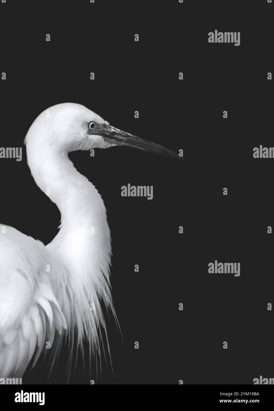 Ritratto minimalista di una grande egretta (Ardea alba), sfondo nero opaco, minimalismo, monocromatico, bianco e nero, spazio di copia, spazio negativo, Foto Stock