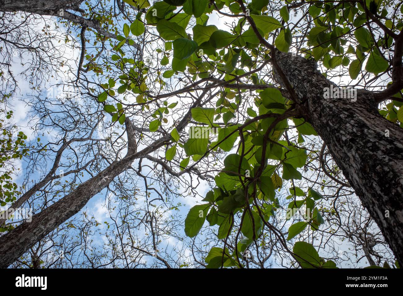 Piantagione forestale di teak (Tectona grandis) a Gunung Kidul, Yogyakarta, Indonesia. Foto Stock