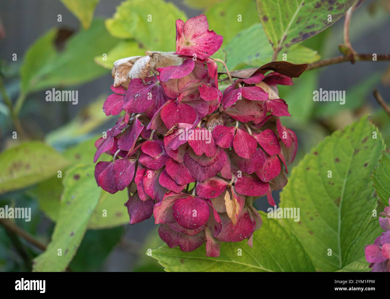 Ortensie che svaniscono in un giardino nel tardo autunno, Baviera, Germania, Europa Foto Stock