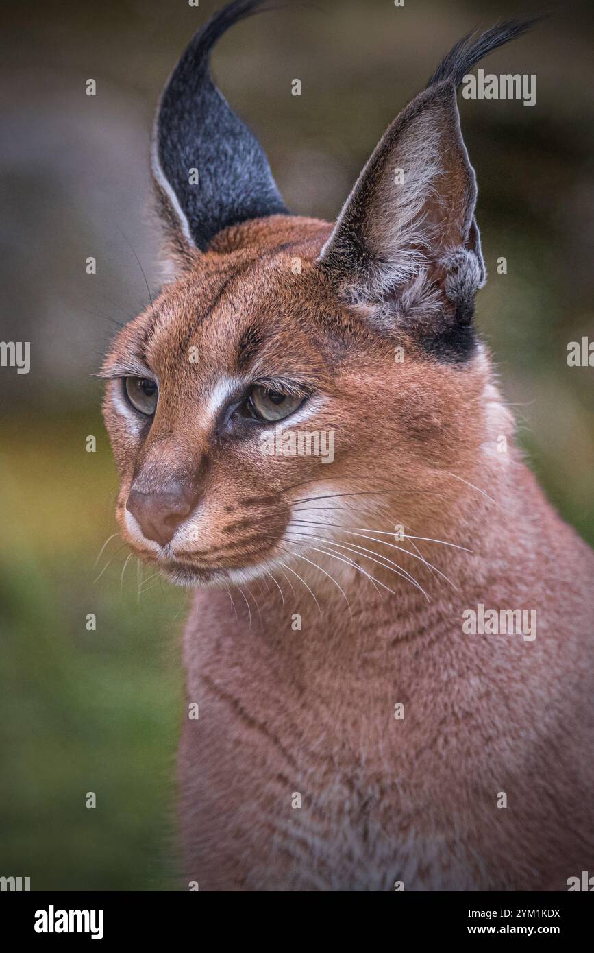 Caracal Foto Stock
