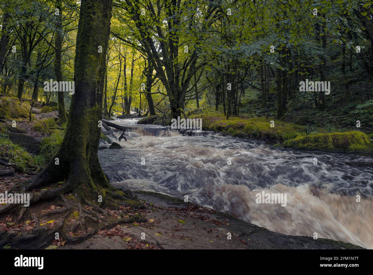 Cascate di Golitha. Il fiume Fowey scorre attraverso l'antico bosco di querce di Draynes Wood a Bodmin Moor in Cornovaglia nel Regno Unito. Foto Stock