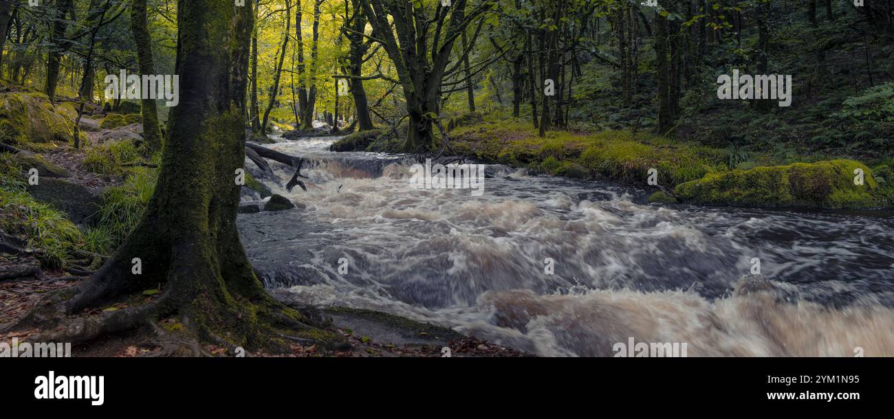 Un'immagine panoramica di Golitha Falls. Il fiume Fowey scorre attraverso l'antico bosco di querce di Draynes Wood a Bodmin Moor in Cornovaglia nel Regno Unito. Foto Stock