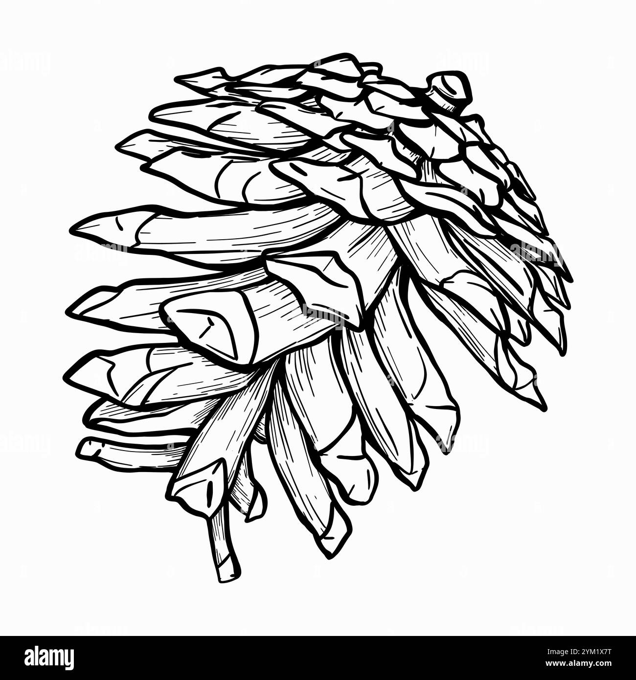 Illustrazione del vettore del cono di abete EPS10. Disegno lineare in bianco e nero di un cono di pino. Linea botanica disegnata a mano disegnata da inchiostri neri. Grafica Illustrazione Vettoriale