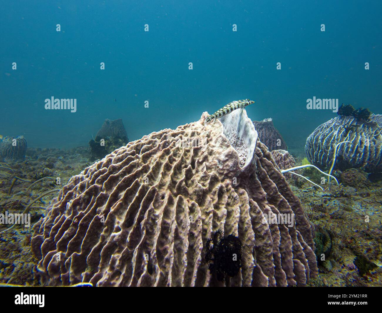 Una tetracanta di Parapercis o un argano reticolato su una spugna cilindrica, fondo di acqua blu. Foto dal triangelo corallino, Filippine Foto Stock
