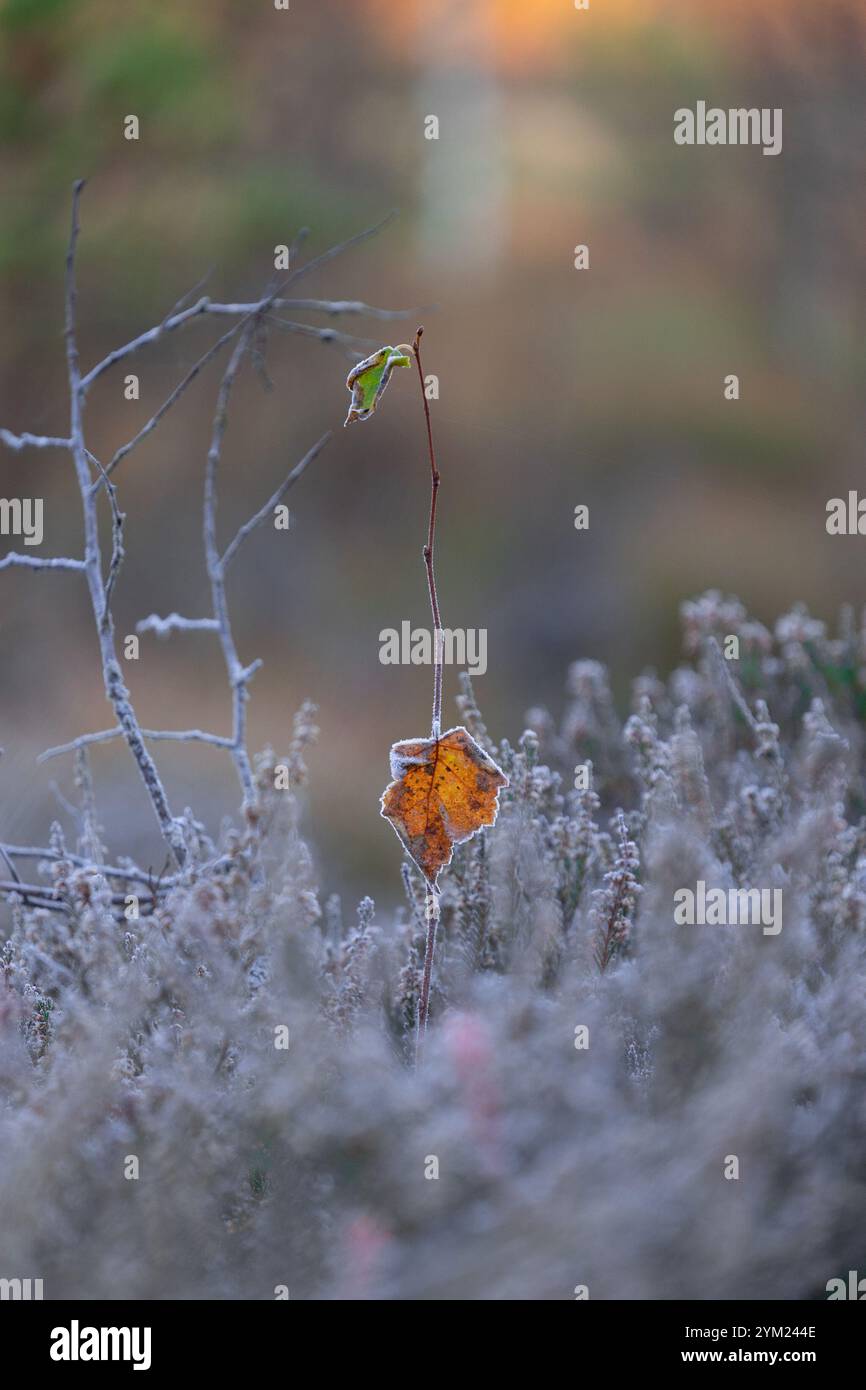 Splendidi cespugli di erica congelati nella palude autunnale durante le ore dell'alba in Lettonia. Scenario stagionale del Nord Europa. Foto Stock