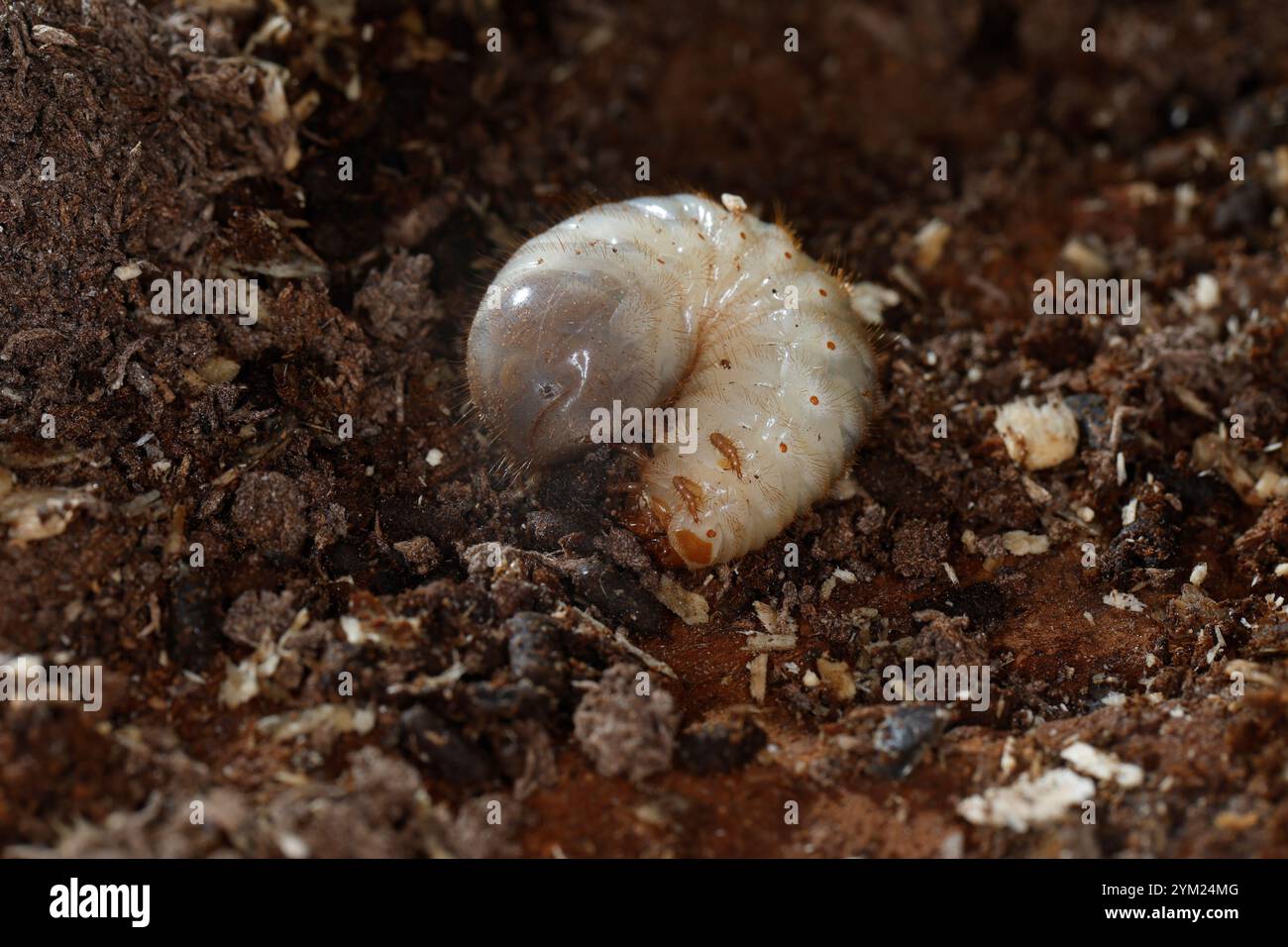 Gemeiner Rosenkäfer, Larve, Engerling, Larven, Käferlarve, Goldkäfer, Gold-Rosenkäfer, Goldrosenkäfer, Cetonia aurata, chafer di rose, chafer rosa verde, Foto Stock