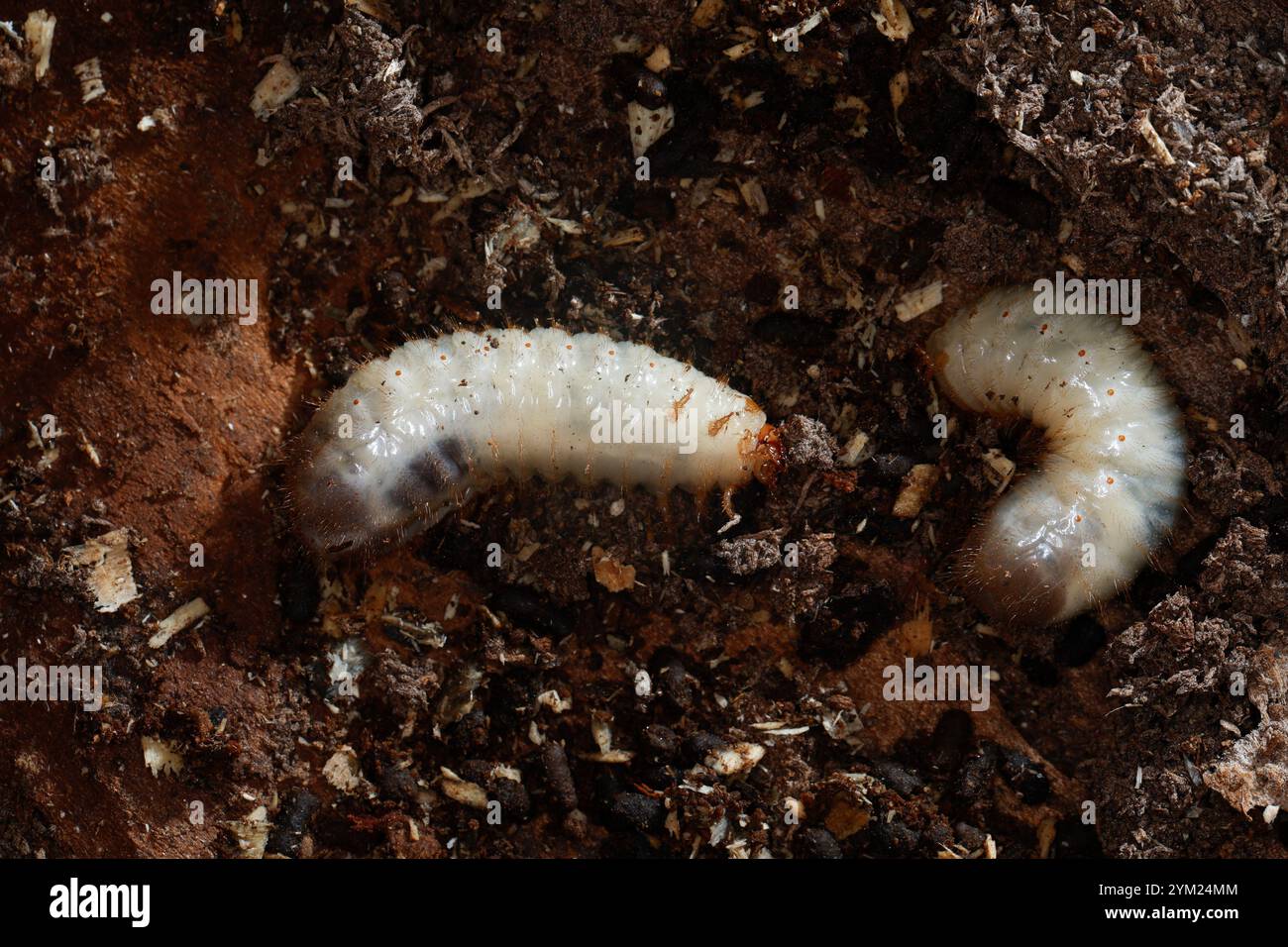 Gemeiner Rosenkäfer, Larve, Engerling, Larven, Käferlarve, Goldkäfer, Gold-Rosenkäfer, Goldrosenkäfer, Cetonia aurata, chafer di rose, chafer rosa verde, Foto Stock