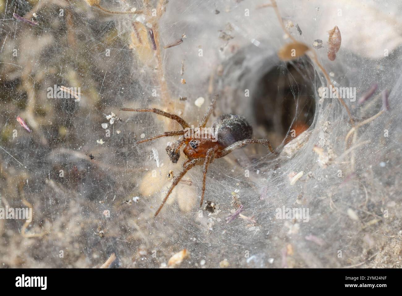 Labyrinthspinne, Labyrinth-Spinne, Netz, Trichternetz, Tautropfen, Agelena labyrinthica, tessitore di imbuto, ragno labirinto, l’Agélène à labyrinthe, TRI Foto Stock