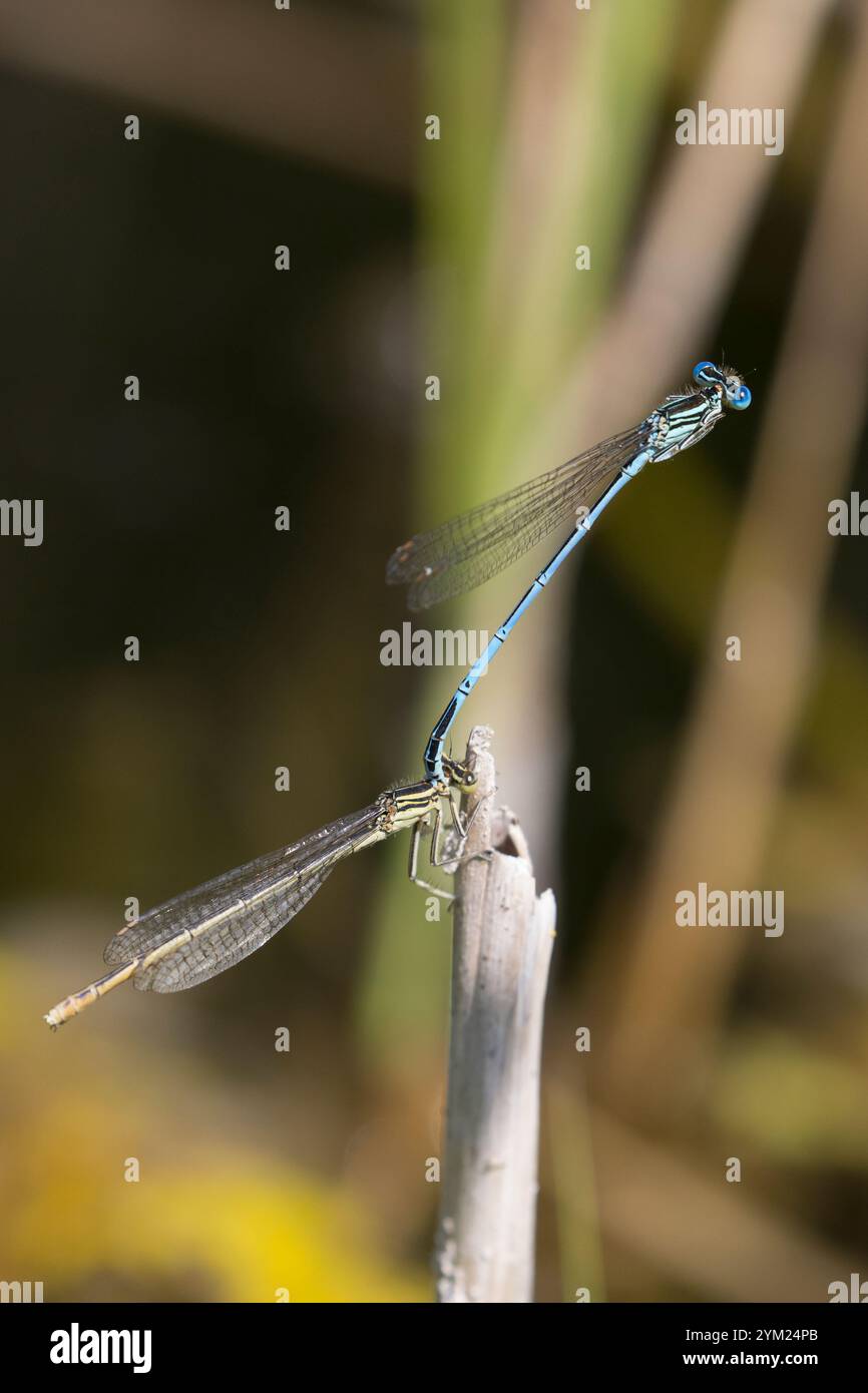 Blaue Federlibelle, Gemeine Federlibelle, Federlibelle, Paarung, Paar, tandem, Männchen und Weibchen, Platycnemis pennipes, damigella dalle gambe bianche, BL Foto Stock