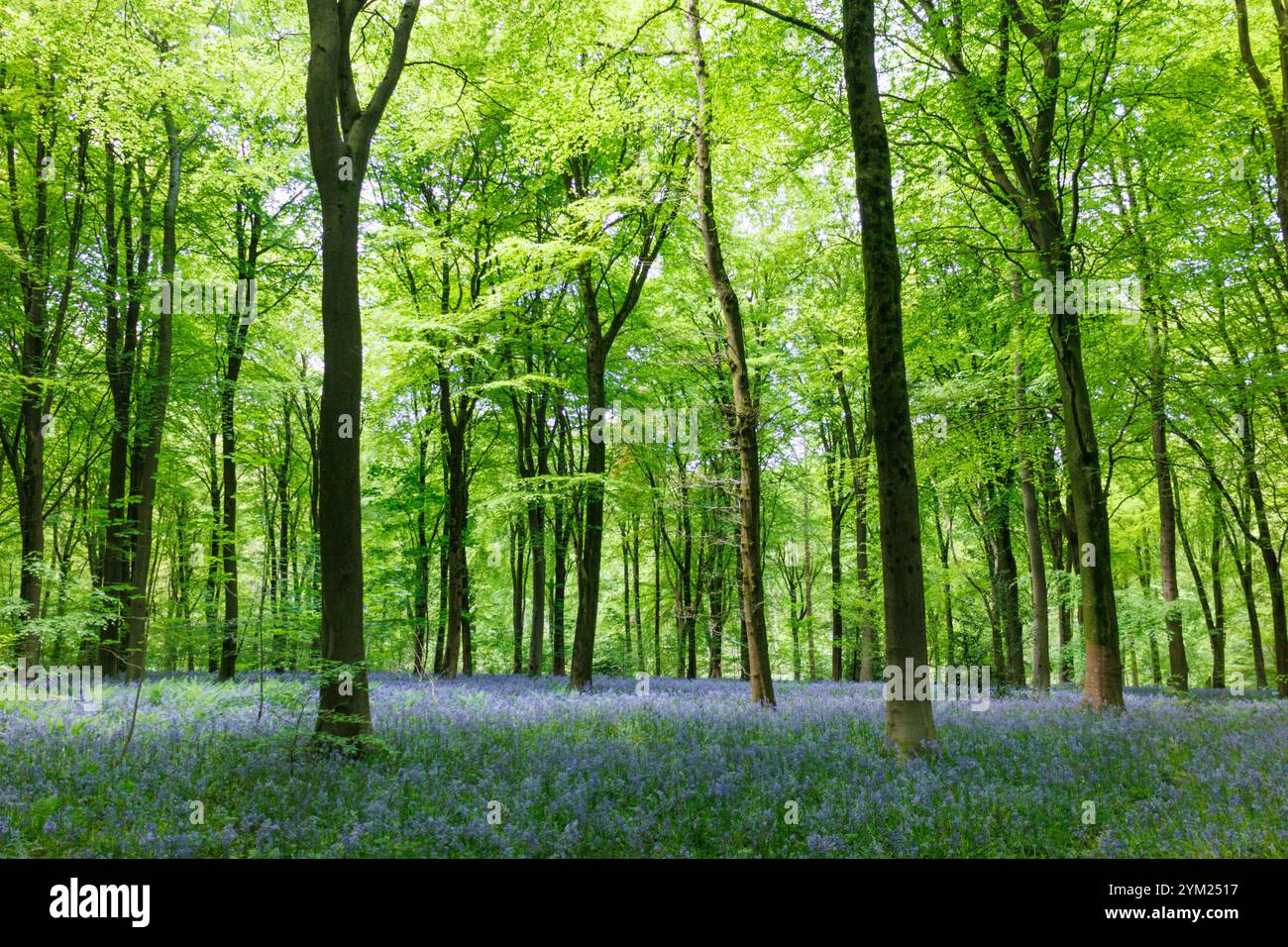 Campanelli a West Woods vicino a Marlborough Wiltshire Foto Stock