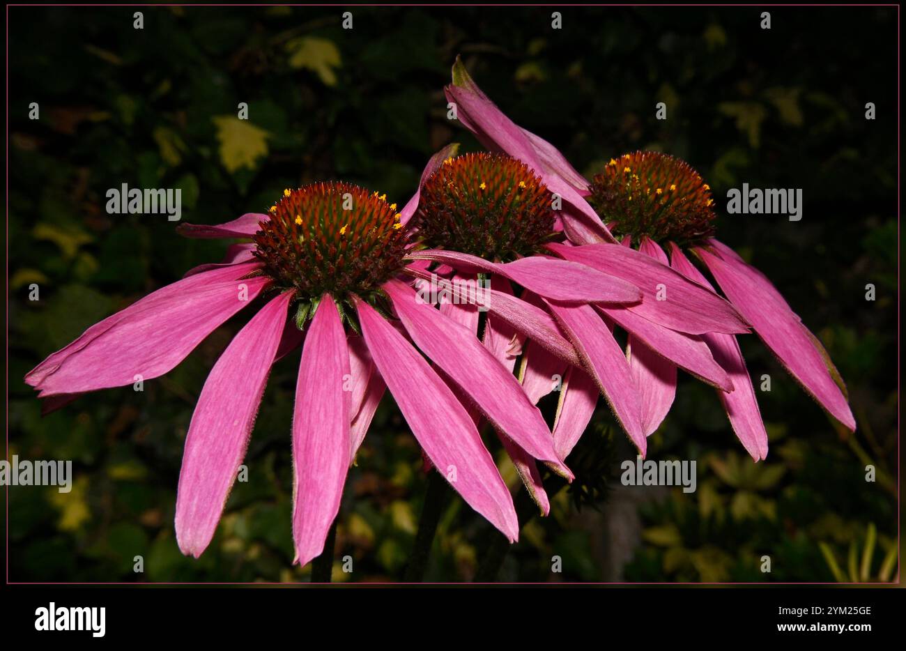 Tre teste di fiori di Coneflower viola, Echinacea purpurea, che crescono a lato della strada. Primo piano e ben focalizzato su uno sfondo sfocato naturale. Foto Stock