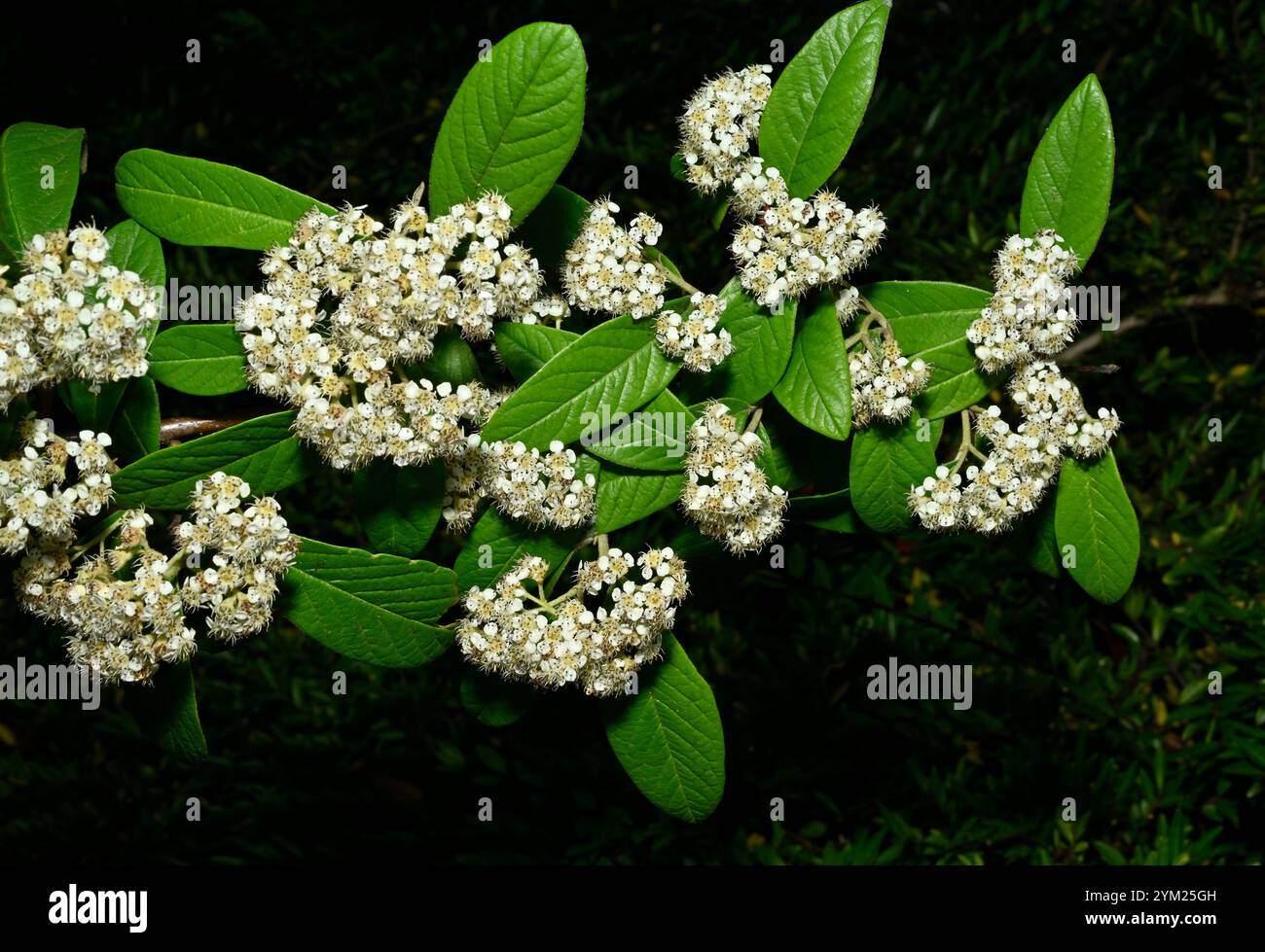 Un'immagine ben messa a fuoco di foglie di cotoneaster con foglie di salice e fiori bianchi su uno sfondo verde scuro naturale. Cotoneaster salicifolius. Foto Stock