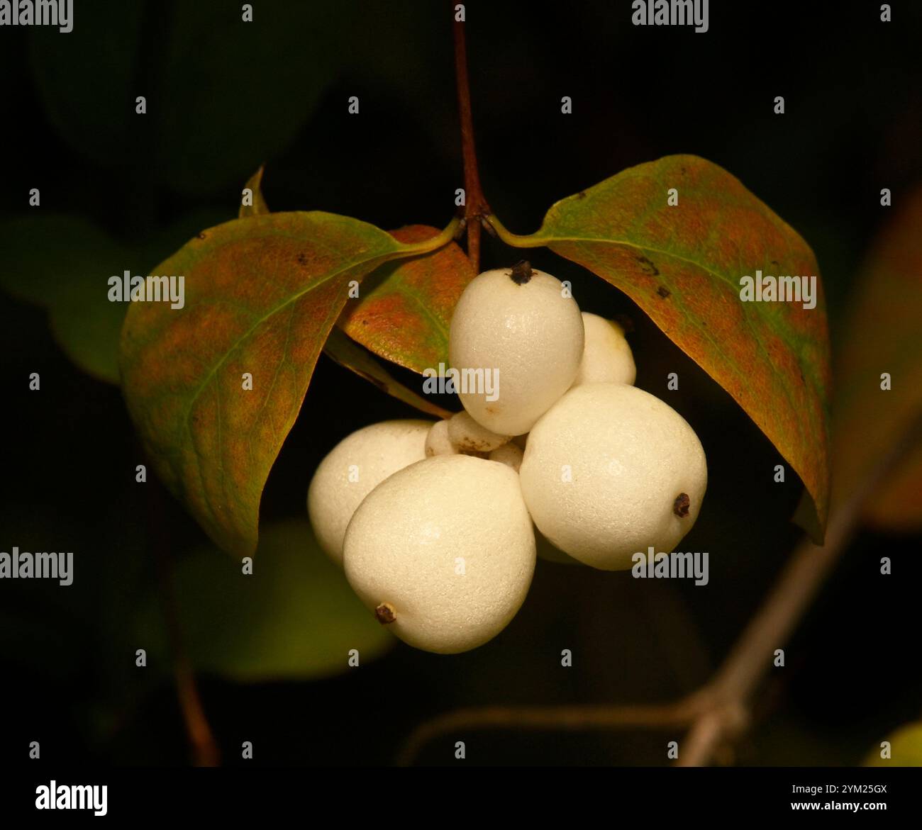Brunch mirato di bacche di neve comuni, con foglie e su sfondo nero. Symphoricarpos albus, White snowberry. Foto Stock