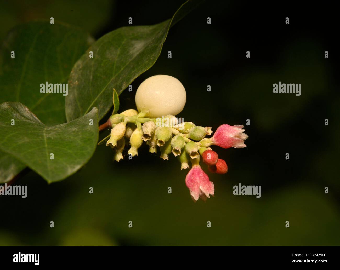 Uno spray ben concentrato di bacche di neve comune, Symphoricarpos albus, che mostra diverse fasi di sviluppo. Primo piano e dettagliato con sfondo naturale. Foto Stock