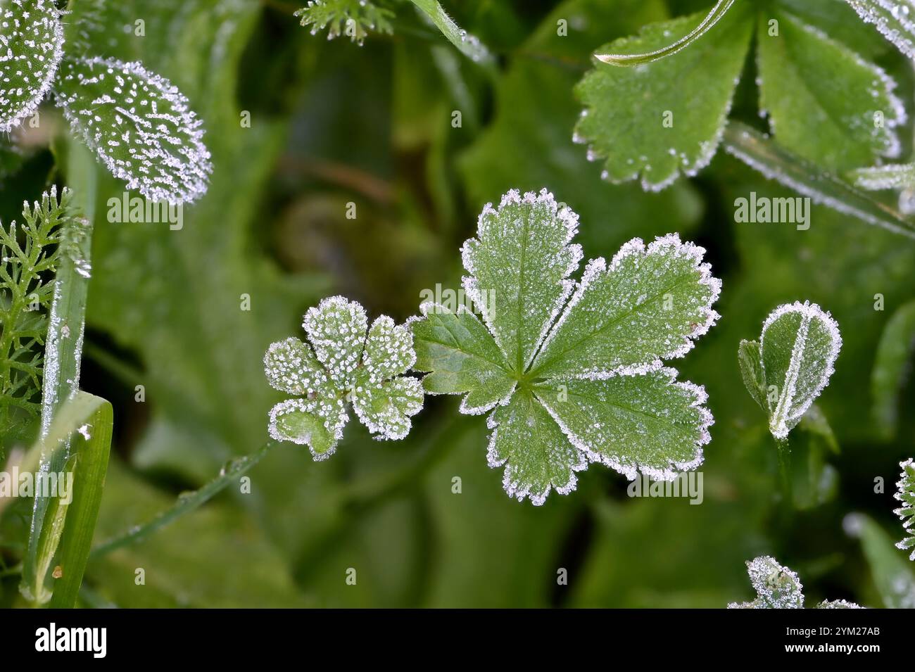 Gelata mattutina sulle foglie su un prato da giardino Foto Stock