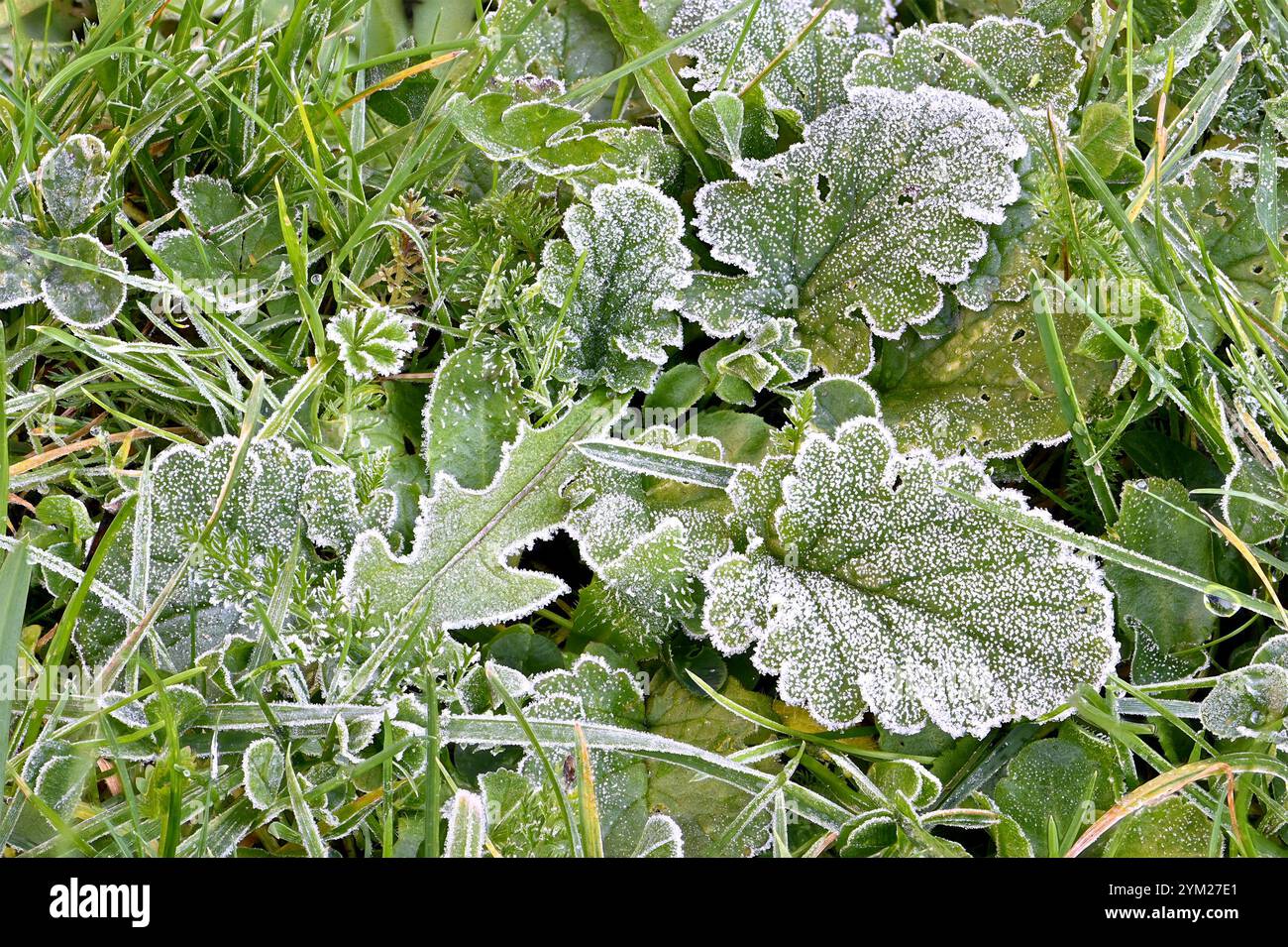 Gelata mattutina sulle foglie su un prato da giardino Foto Stock