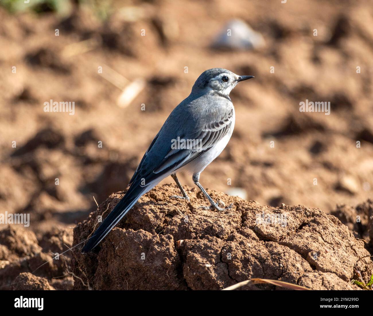 White Wagtail, Motacilla alba, Mandria, Cipro. Foto Stock