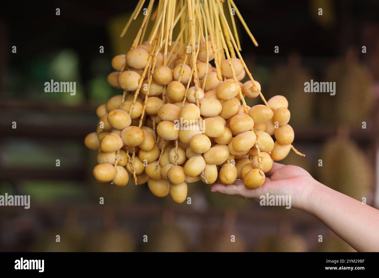 Il palmo giallo con la mano della donna lo regge. Frutta fresca di palma gialla con fondo sfocato. Foto Stock