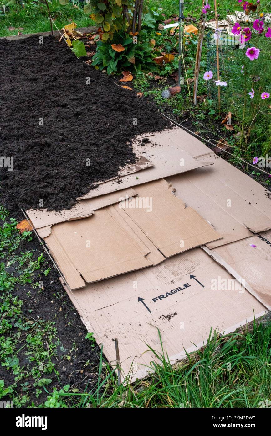 Prepariamo l'assegnazione per l'inverno. Un letto di non scavo è costituito da uno strato di cartone e poi da uno strato di compost. Autunno, Inghilterra, Regno Unito Foto Stock
