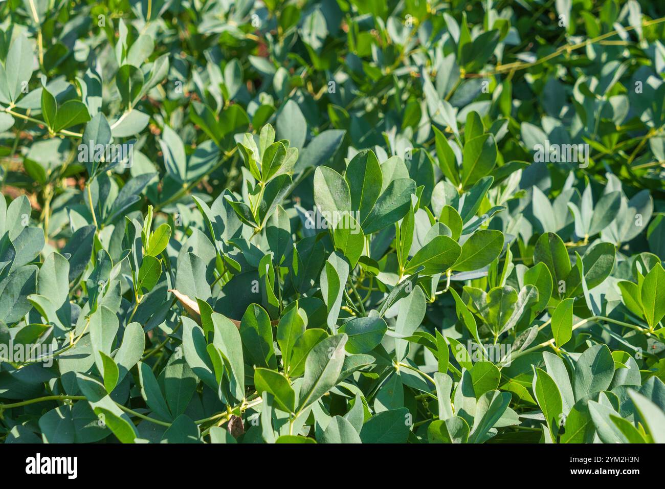 Foglie verdi di Baptisia australis. indaco selvatico blu, falso indaco blu. erbaccia indaco, erbaccia, arbusto, erbaccia di cavallo. Foto Stock