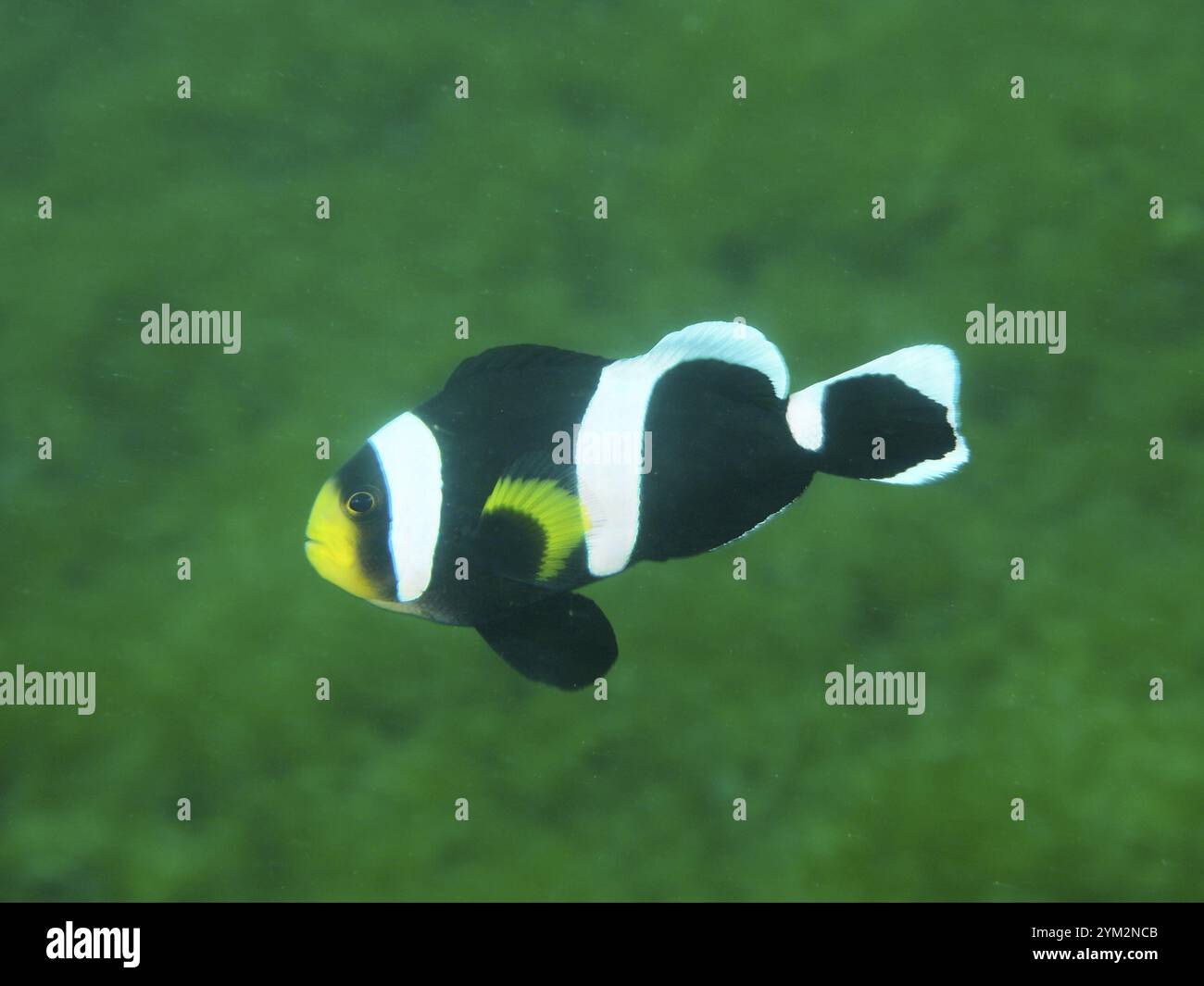 Pesci bianchi e neri con punto giallo, punto di osservazione in sella anemonefish (Amphiprion polymnus) che nuotano di fronte a uno sfondo verde, sito di immersione Secret Bay, Gi Foto Stock