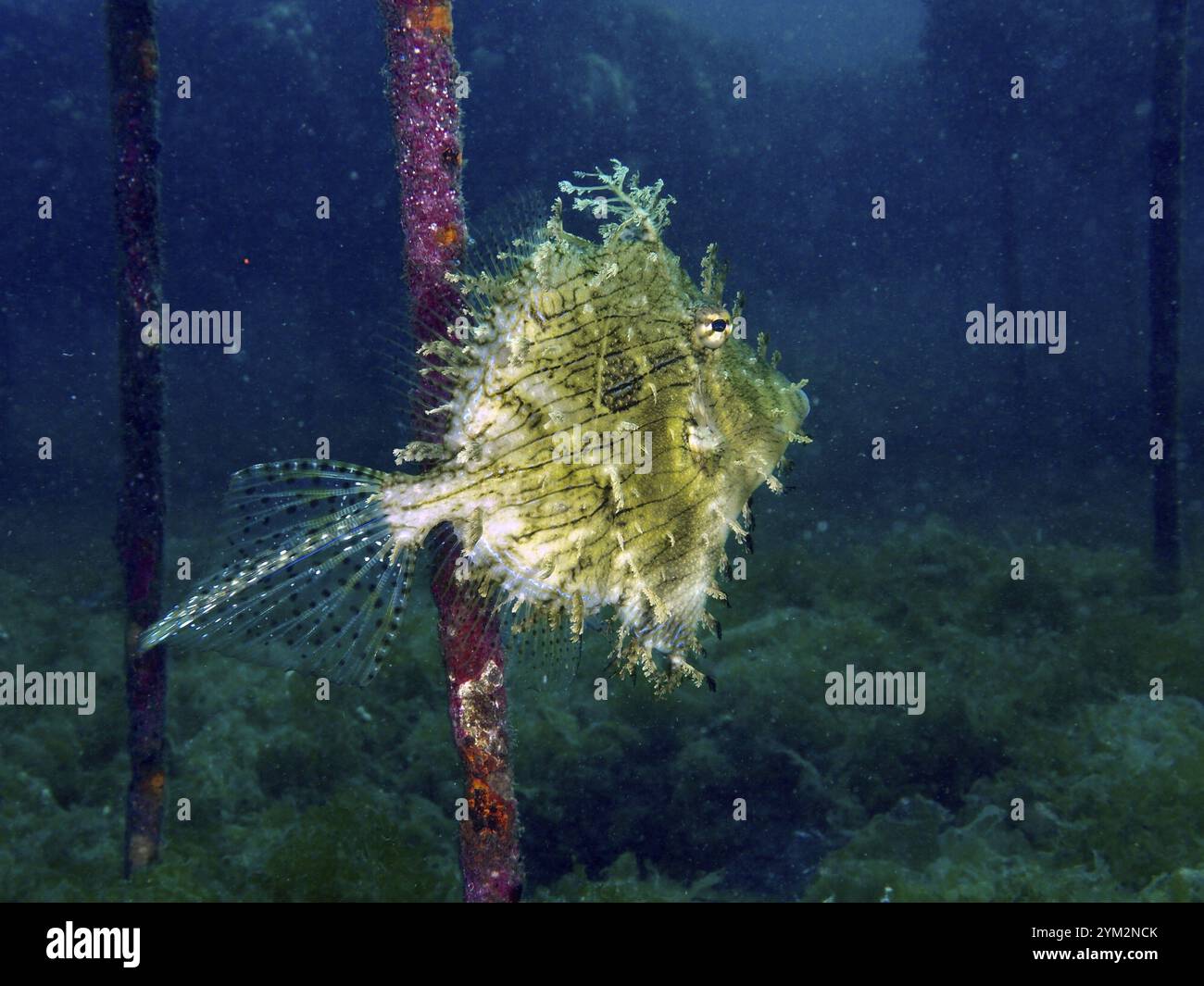 Un pesce fileto (Chaetodermis penicilligerus), un pesce fileto, nuoto in un vivaio di coralli abbandonato, sito di immersione Secret Bay, Gilimanuk, Bali, Indonesia Foto Stock