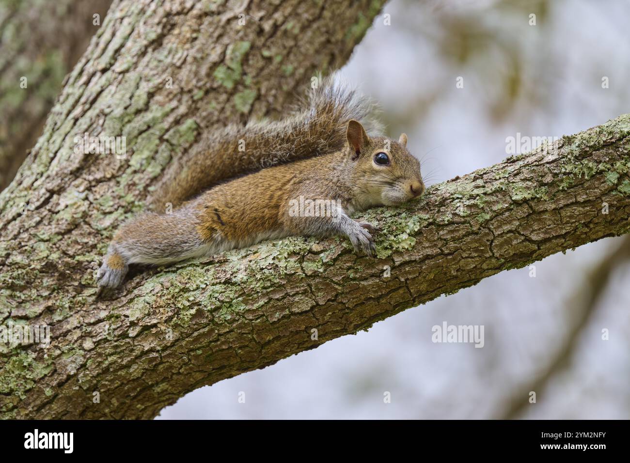 Scoiattolo grigio americano (Sciurus carolinensis), disteso su un ramo d'albero ricoperto di muschio, Pembroke Pines, Florida, USA, Nord America Foto Stock