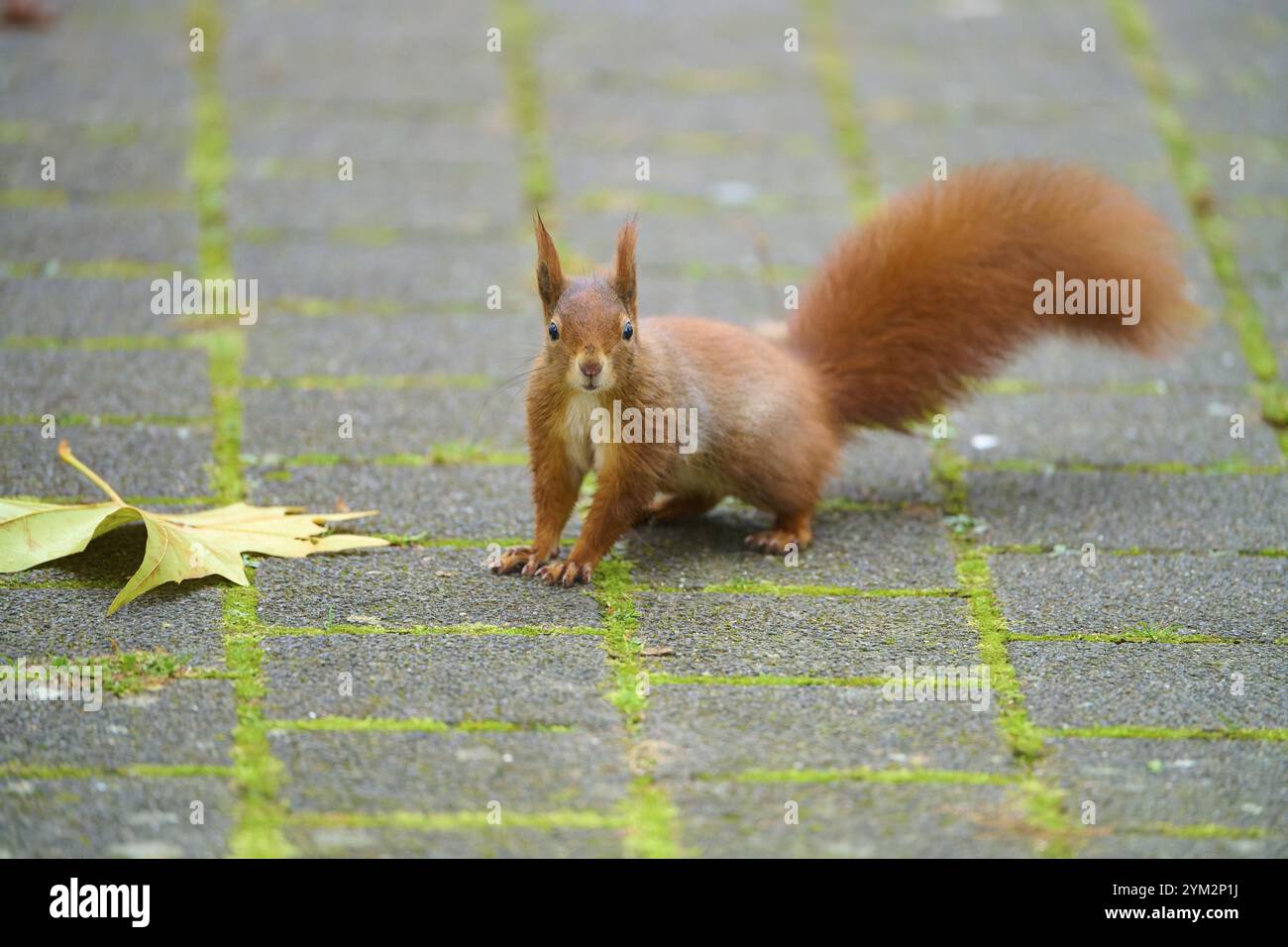 Scoiattolo eurasiatico (Sciurus vulgaris), su un sentiero lastricato, incentrato sulla coda rialzata e boscosa, Baden-Wuerttemberg, Germania, Europa Foto Stock