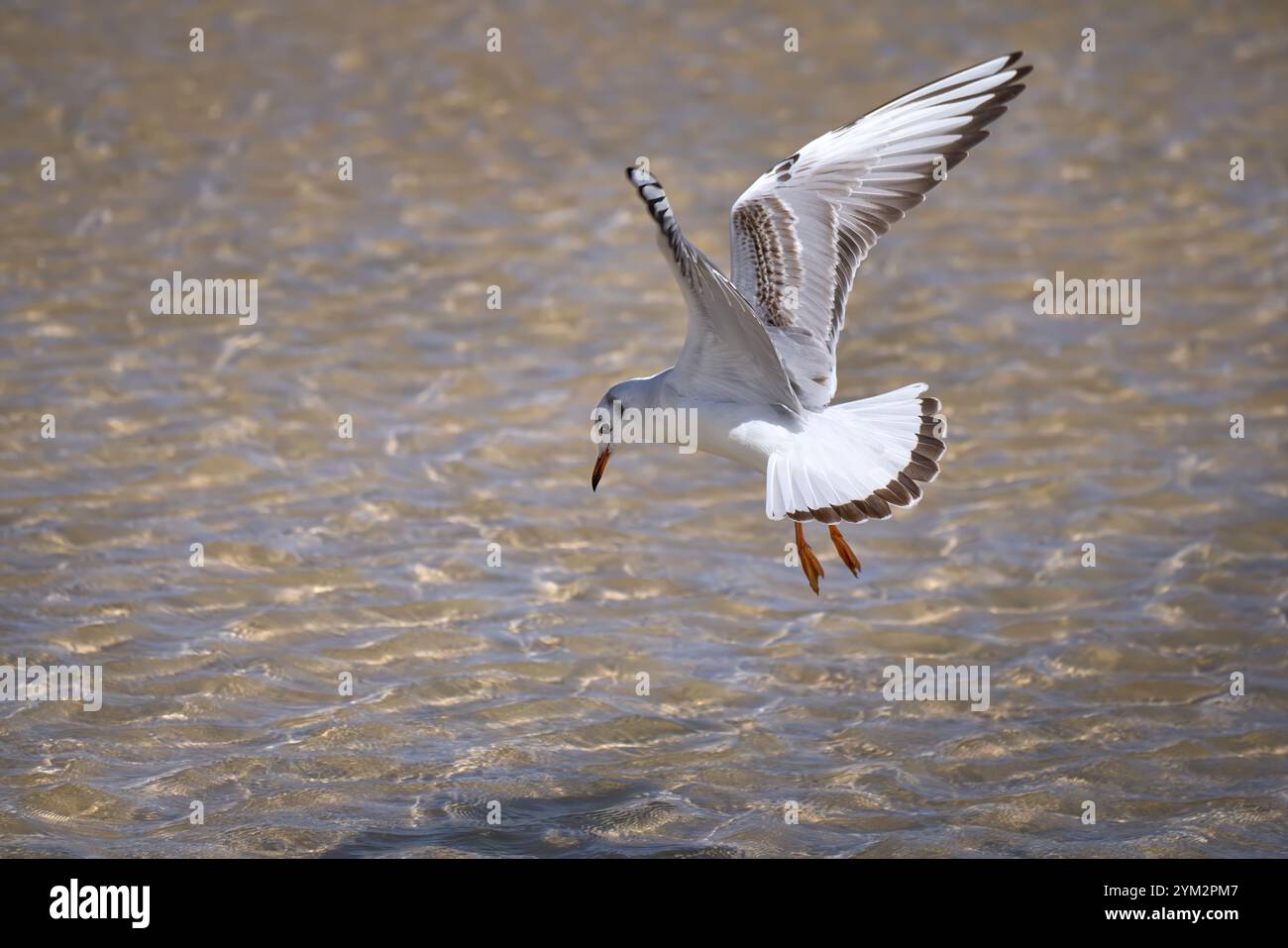 Caccia giovanile al gabbiano dalla testa nera (Chroicocephalus ridibundus), in volo su acque poco profonde Foto Stock