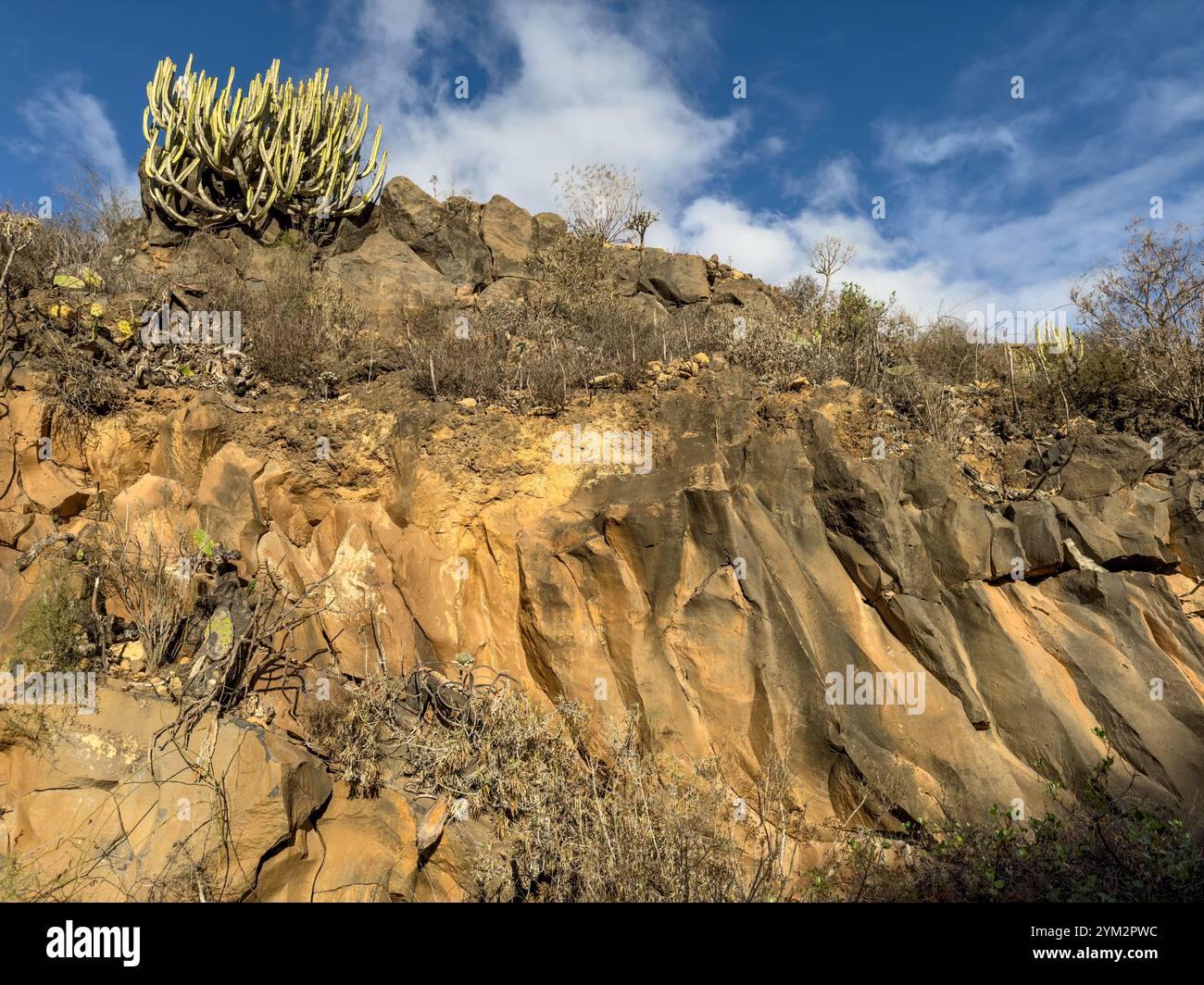 Affioramento del flusso lavico intempestivo con una giunzione distinta e una pianta nativa di cardon (spurga delle Canarie, Euphorbia canariensis) in cima, Arona, Tenerife Foto Stock