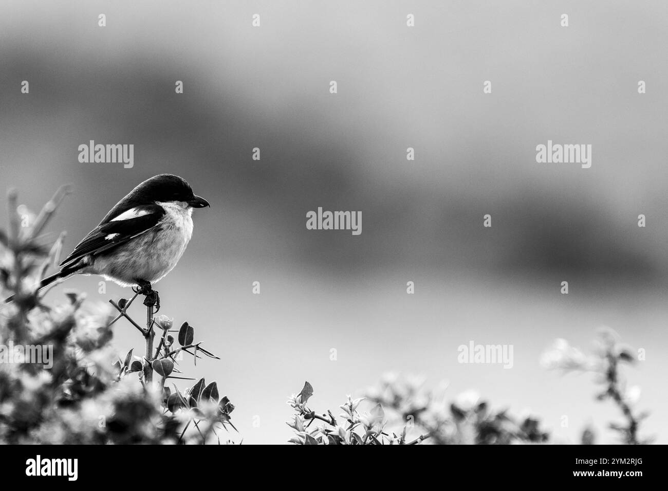 Un piccolo uccello bianco e nero appollaiato su un ramo in bianco e nero a Schotia Game Reserve, Capo Orientale, Sud Africa Foto Stock
