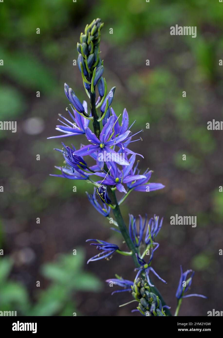 Great Camas o Large Camas, Camassia leichtlinii, Asparagaceae (Hyacinthaceae). Canada occidentale e Stati Uniti nordoccidentali. Foto Stock