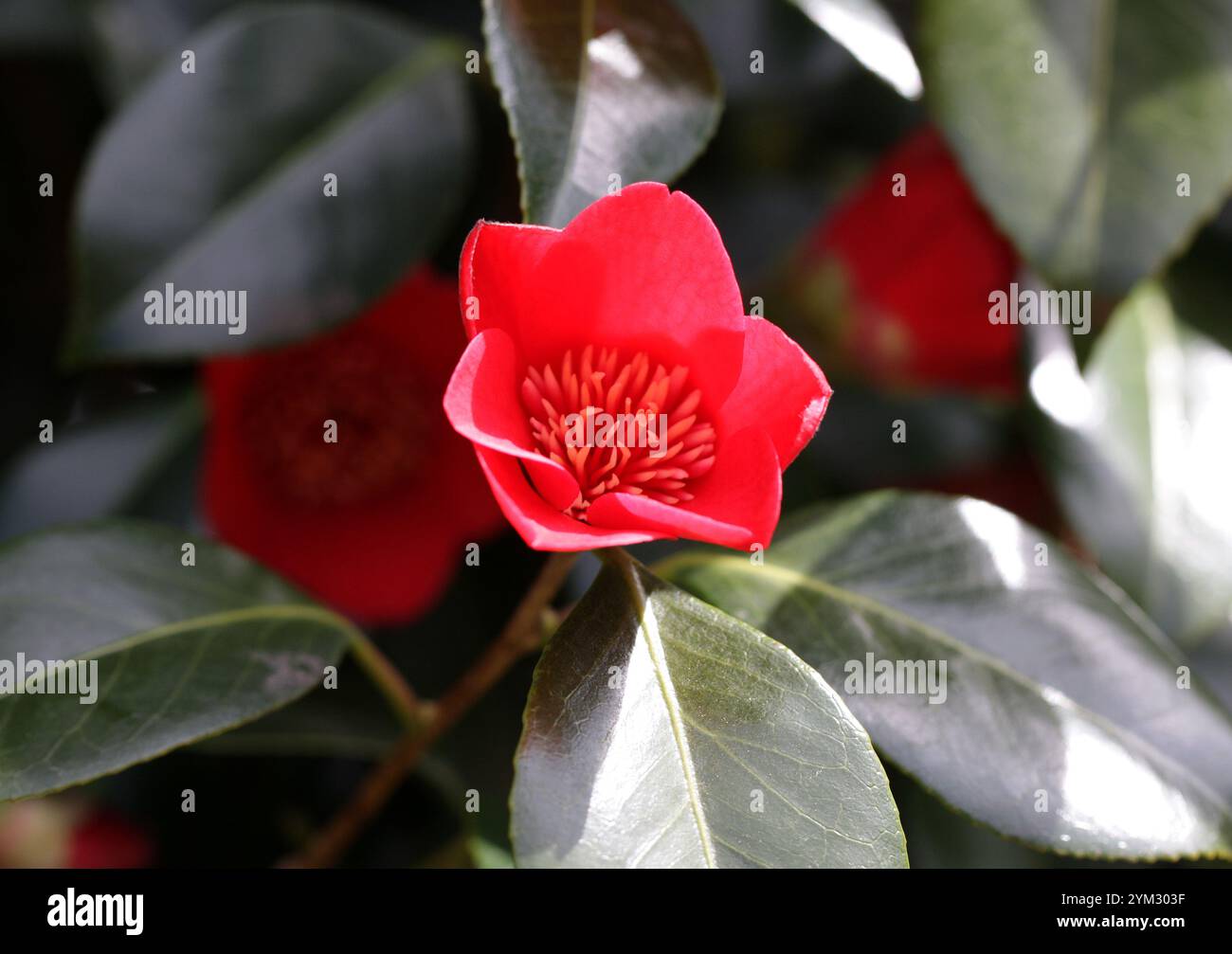 Fiore della pianta della camelia immagini e fotografie stock ad alta risoluzione