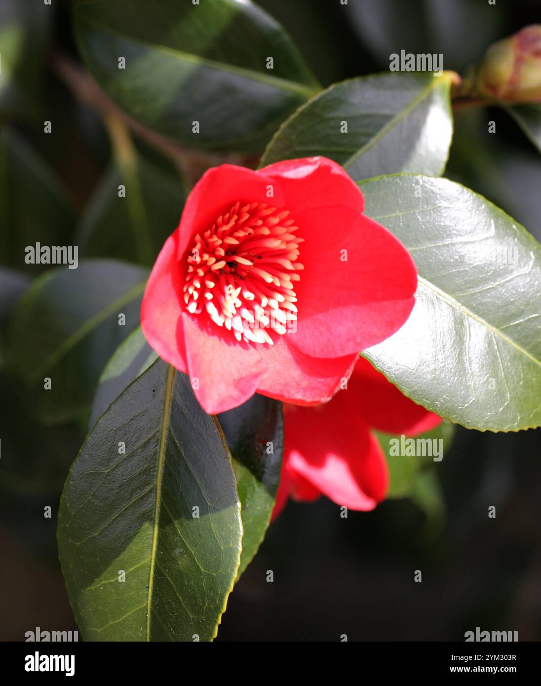 Common Camellia, o Japanese Camellia, Camellia japonica "Kimberley", Theaceae. Cina. Foto Stock