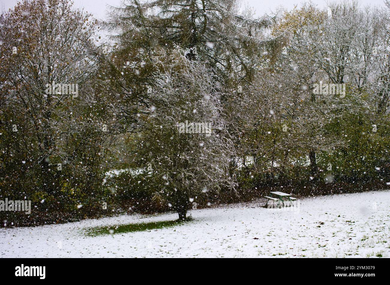 Neve caduta nel novembre 2024. Wentwood Forest, Newport, Galles del Sud. Foto Stock