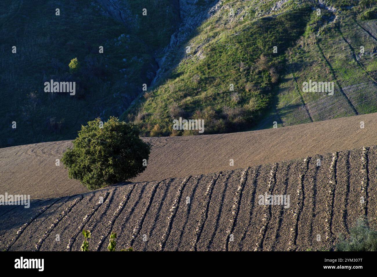 Albero in un campo con solchi contro una collina Foto Stock