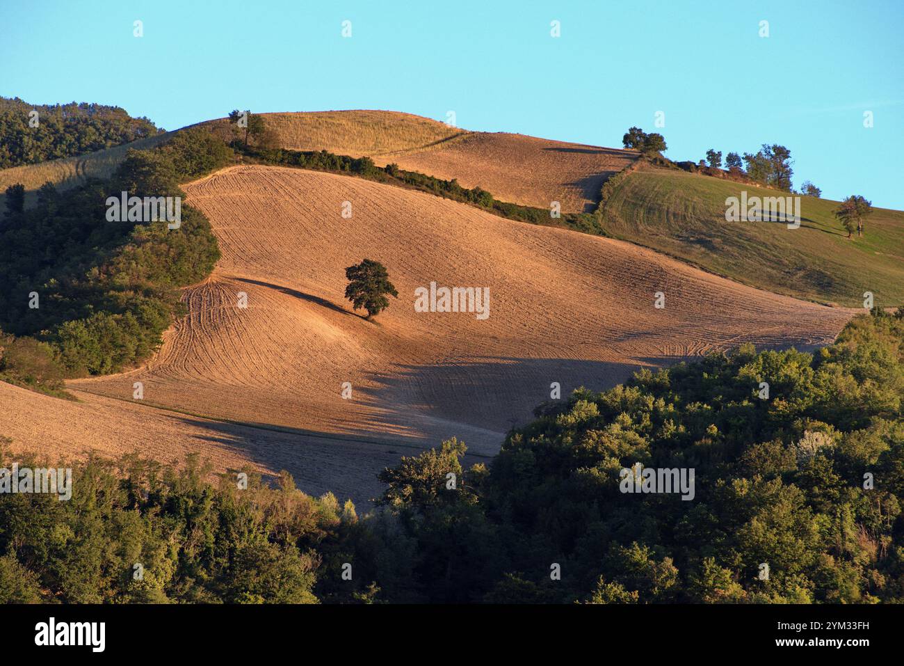 Albero in un campo arato su una collina nell'ora d'oro Foto Stock