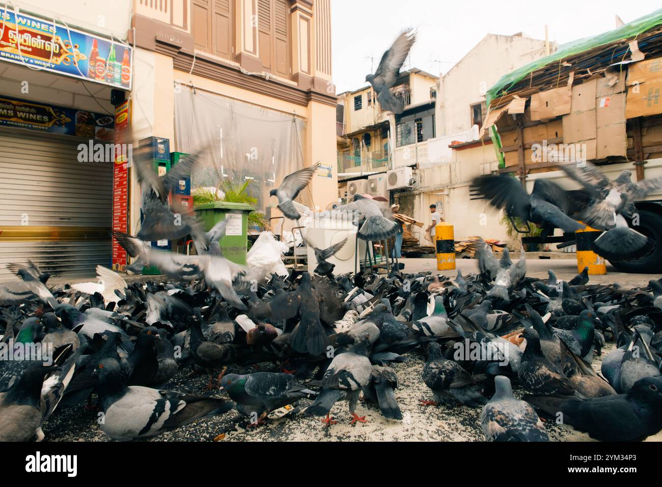 Stormo di colorati piccioni urbani seduti sulla panchina nel parco. Colombe che sbirciano la granella sul terreno, primo piano. Foto di alta qualità Foto Stock