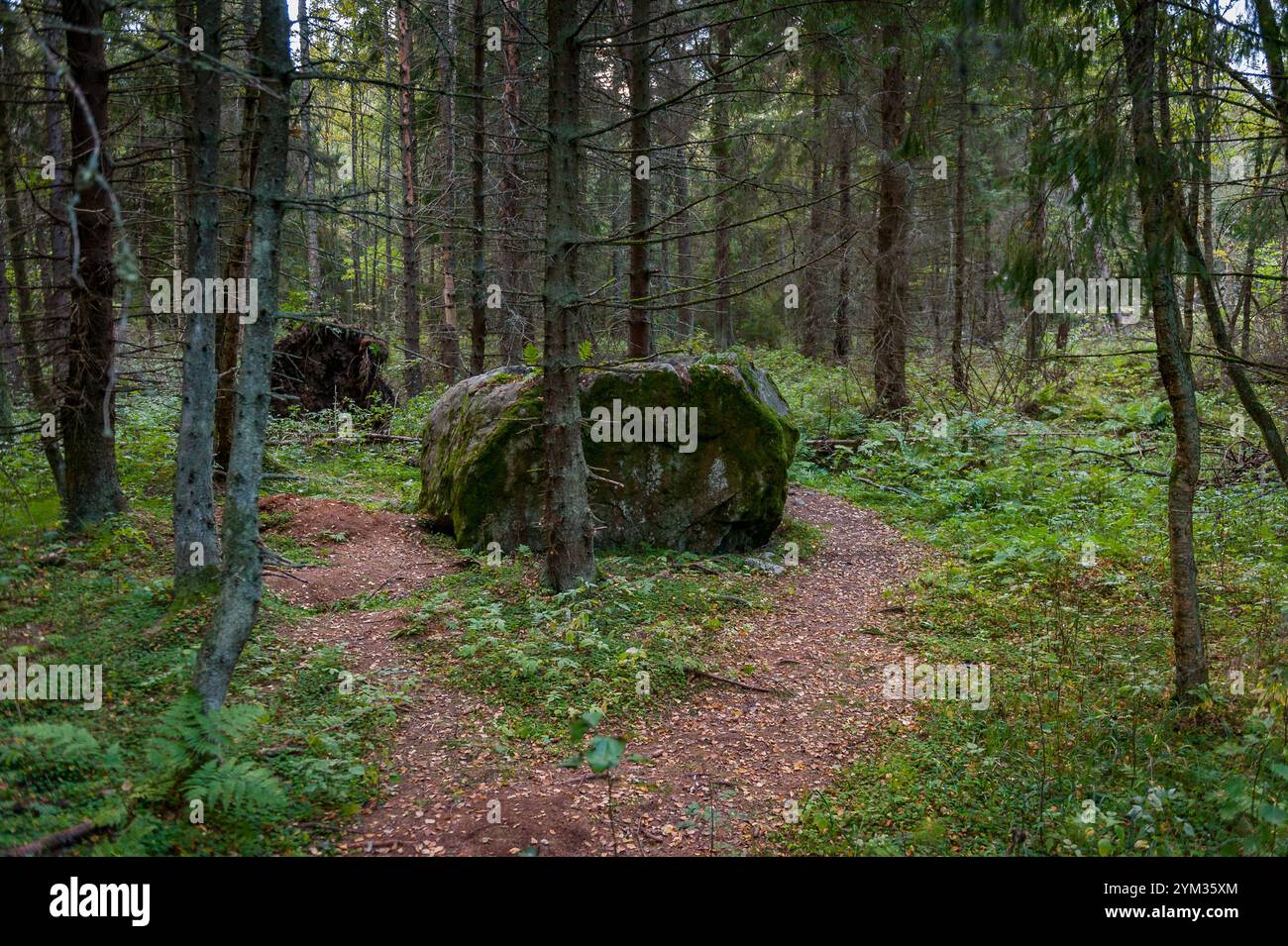 Paesaggio della foresta settentrionale con un'enorme pietra con muschio. Roccia erratica glaciale. Sentiero di studio della natura di Tadu, Estonia. Foto Stock