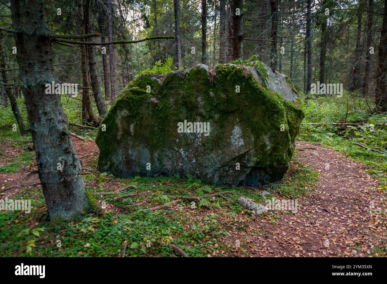 Paesaggio della foresta settentrionale con un'enorme pietra con muschio. Roccia erratica glaciale. Sentiero di studio della natura di Tadu, Estonia. Foto Stock