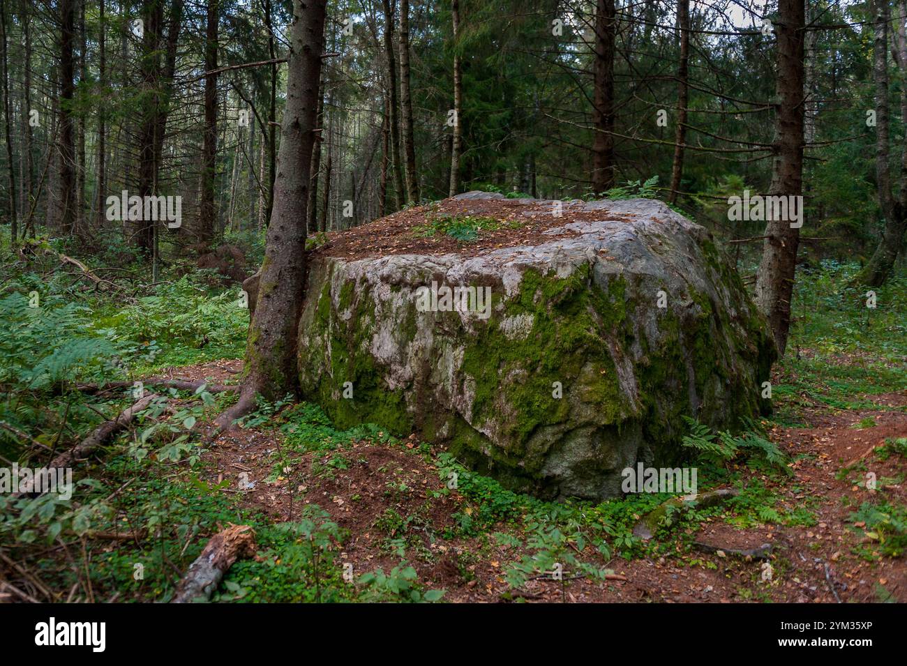 Paesaggio della foresta settentrionale con un'enorme pietra con muschio. Roccia erratica glaciale. Sentiero di studio della natura di Tadu, Estonia. Foto Stock