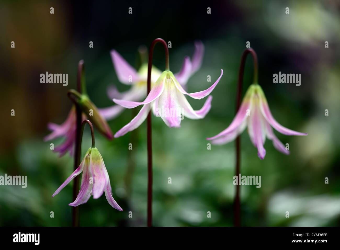 Tramonto a cascata di Erythronium, fiori rosa tenui, giglio fazioso, viola dogstooth, fiori primaverili, fioritura, giardino boscoso, giardino ombreggiato, ombra, s Foto Stock