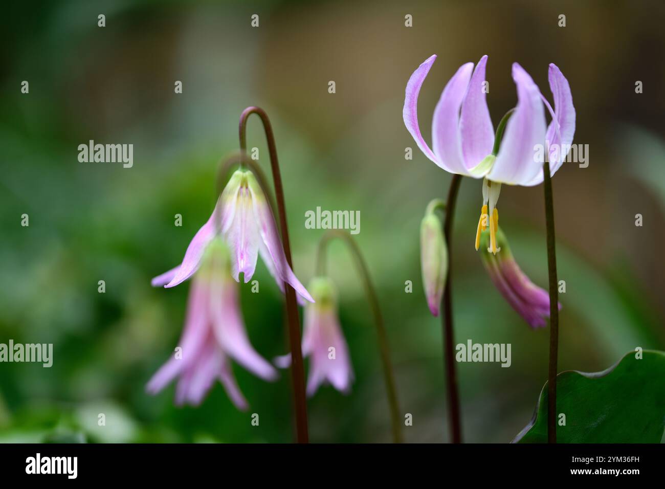 Tramonto a cascata di Erythronium, fiori rosa tenui, giglio fazioso, viola dogstooth, fiori primaverili, fioritura, giardino boscoso, giardino ombreggiato, ombra, s Foto Stock