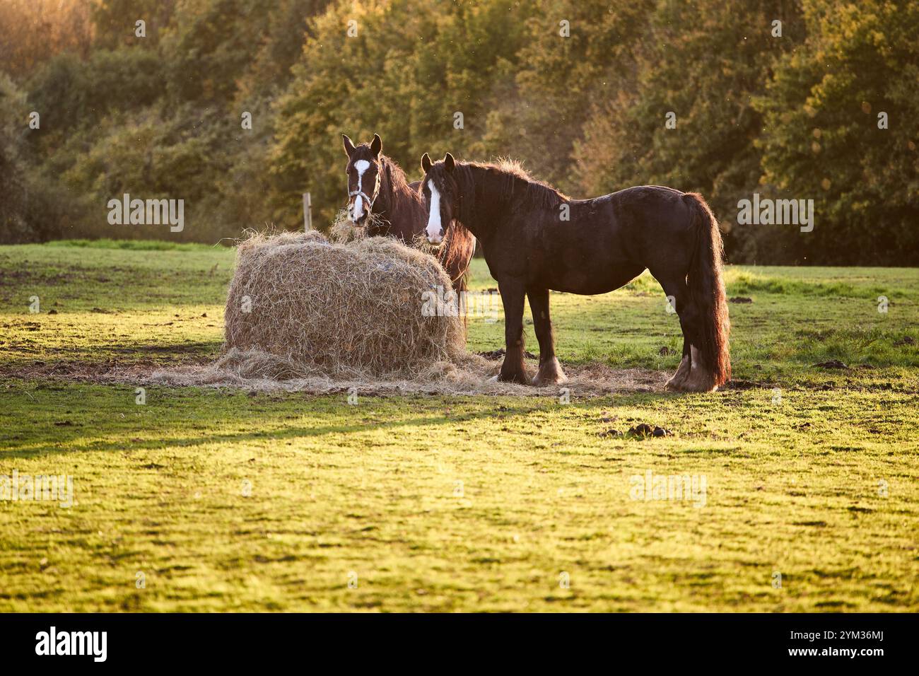 Due cavalli bruni che si nutrono. una balla di fieno in un campo alla luce della sera estiva. Foto Stock